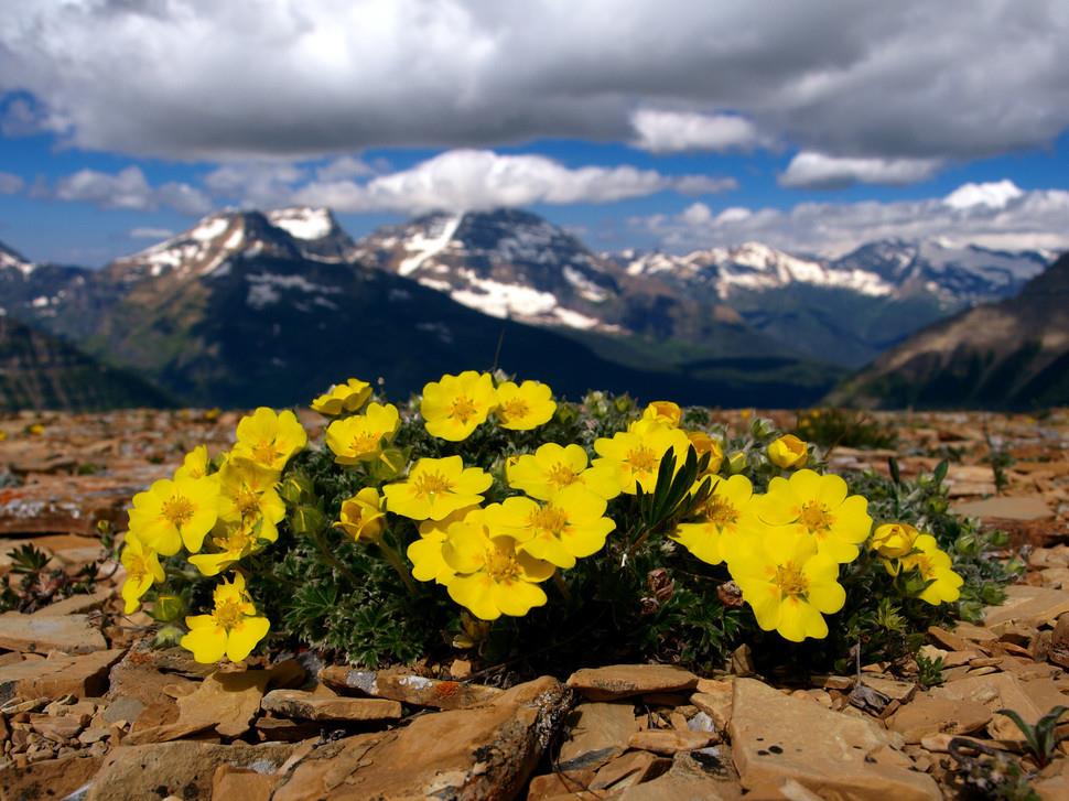 Image result for hoa mọc lên từ đá