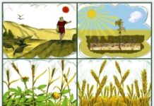 LỜI SỐNG (Thứ Sáu, Tuần 3 TN)