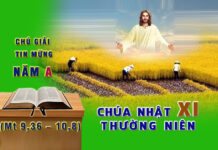 Chú giải Tin Mừng Chúa Nhật XI Thường Niên, năm A (Mt 9,36 – 10,8)