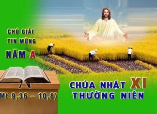 Chú giải Tin Mừng Chúa Nhật XI Thường Niên, năm A (Mt 9,36 – 10,8)