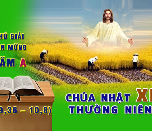 Chú giải Tin Mừng Chúa Nhật XI Thường Niên, năm A (Mt 9,36 – 10,8)