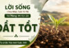 LỜI SỐNG (Chúa Nhật, Tuần 15 TN – Năm A)