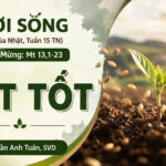 LỜI SỐNG (Chúa Nhật, Tuần 15 TN – Năm A)