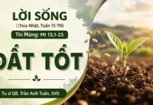 LỜI SỐNG (Chúa Nhật, Tuần 15 TN – Năm A)